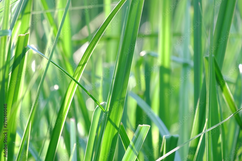 In selective focus of water grass plant leaves growing in a swamp with warm sun light and dark background In selective focus of water grass plant leaves growing in a swamp with warm sun light and dark background