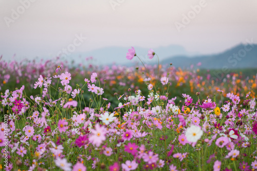 colorful flower filed in sunset with mountain background © thanarak