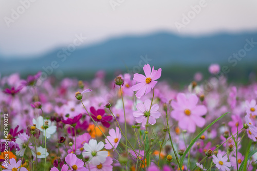 colorful flower filed in sunset with mountain background © thanarak