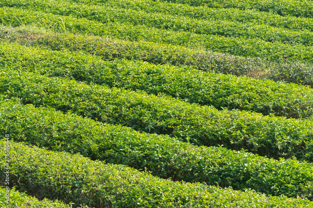 The plant fields of green tea