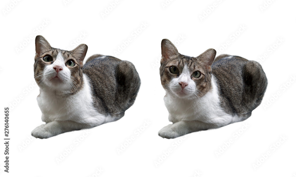 Cat isolated on white background with clipping path
