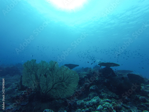 Fototapeta Naklejka Na Ścianę i Meble -  Crystal clear water on the Togean Islands, Indonesia.