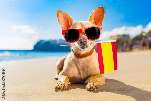Photography surfer dog  at the beach