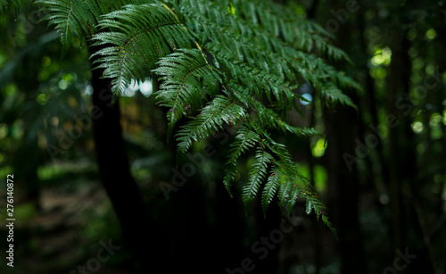 Fern 