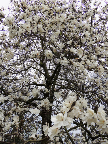 Magnolia Lebner, Magnolia × loebneri Merrill, during flowering photo