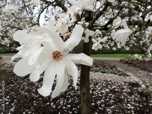 Magnolia Lebner, Magnolia × loebneri Merrill, during flowering photo