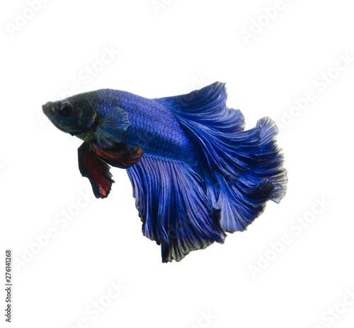 blue fighting fish isolated on white background