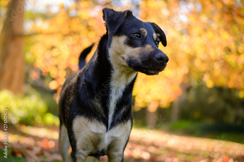 Young black and tan crossbreed dog in autumn park with fall colors background.