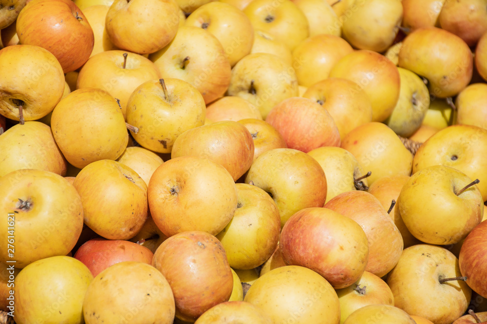 Fresh yellow apples in a farmer agricultural open air market, seasonal healthy food. Concept of biological, bio products, bio ecology, grown by yourself, vegetarians Fresh yellow apples in a farmer agricultural open air market, seasonal healthy food. Concept of biological, bio products, bio ecology, grown by yourself, vegetarians
