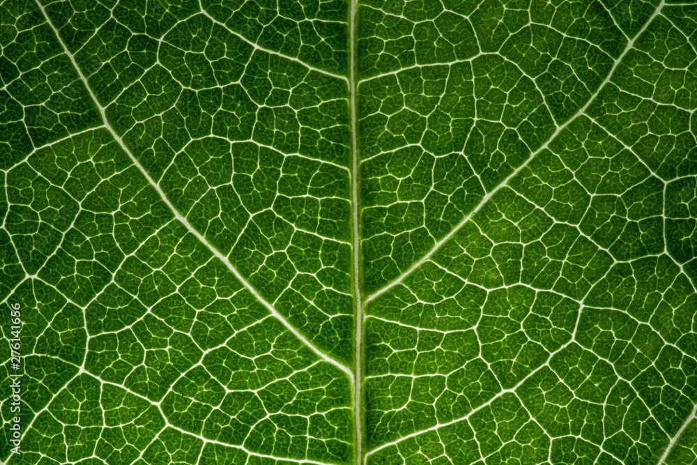 leaf close up in the detail leaf close up in the detail