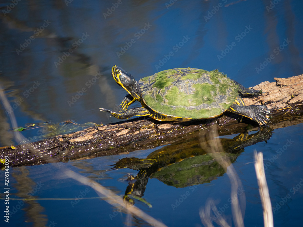 Obraz premium Cute little turtle takin sun and stretching on wood in water