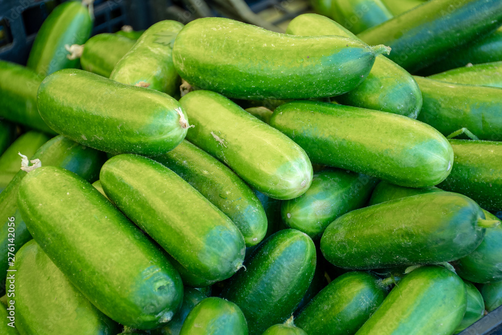 Fresh cucumbers in a farmer agricultural open air market, seasonal healthy food. Concept of biological, bio products, bio ecology, grown by yourself, vegetarians Fresh cucumbers in a farmer agricultural open air market, seasonal healthy food. Concept of biological, bio products, bio ecology, grown by yourself, vegetarians