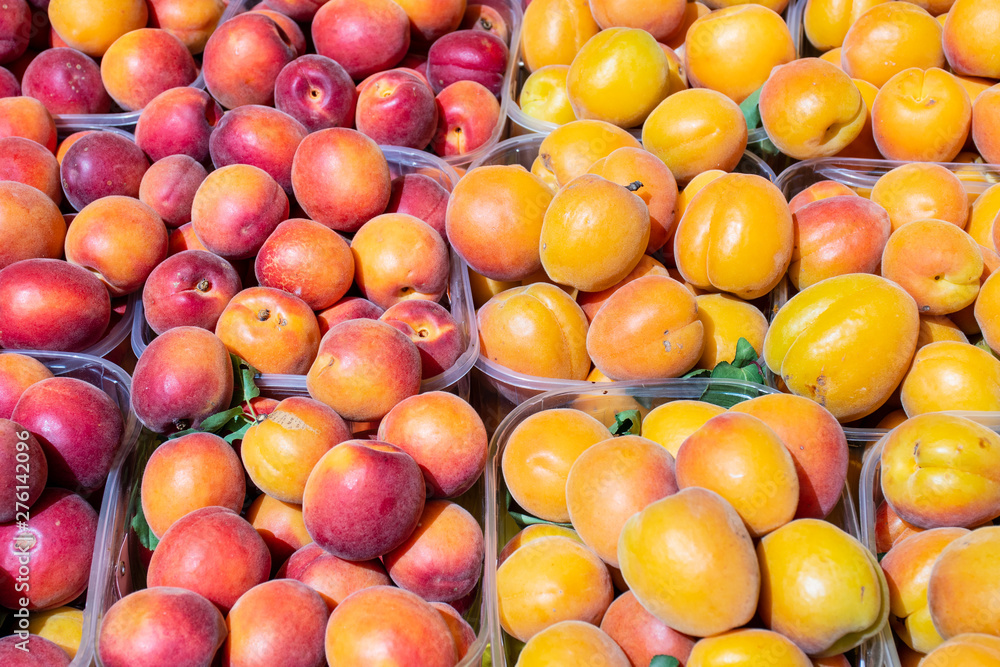 Fresh apricots in a farmer agricultural open air market, seasonal healthy food. Concept of biological, bio products, bio ecology, grown by yourself, vegetarians Fresh apricots in a farmer agricultural open air market, seasonal healthy food. Concept of biological, bio products, bio ecology, grown by yourself, vegetarians