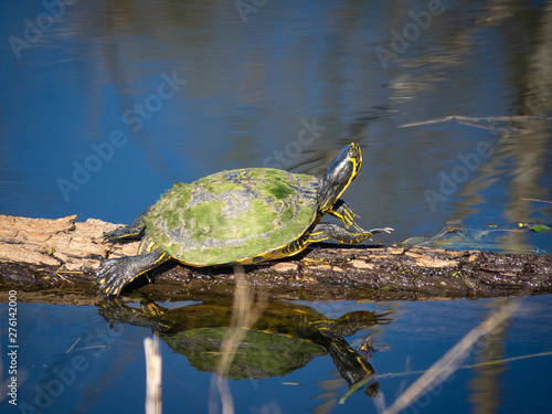 Cute little turtle takin sun and stretching on wood in water