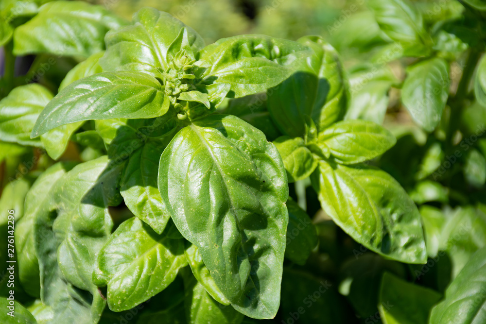 Fresh basil in a farmer agricultural open air market, seasonal healthy food. Concept of biological, bio products, bio ecology, grown by yourself, vegetarians Fresh basil in a farmer agricultural open air market, seasonal healthy food. Concept of biological, bio products, bio ecology, grown by yourself, vegetarians
