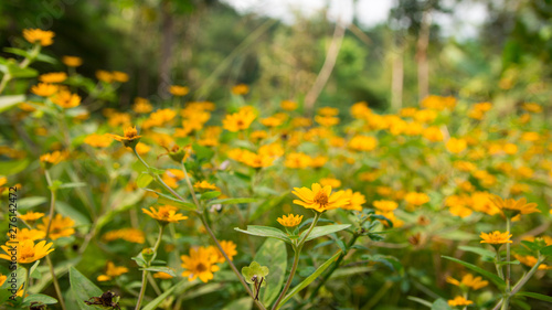 Wildflowers in bloom growing in the forest.