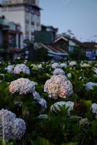 vibrant hydrangea flowers blossom photo