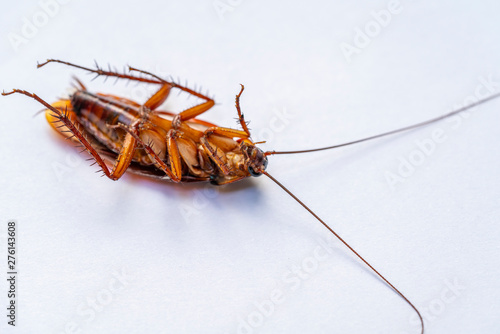 Dead cockroach on white background © dul_ny