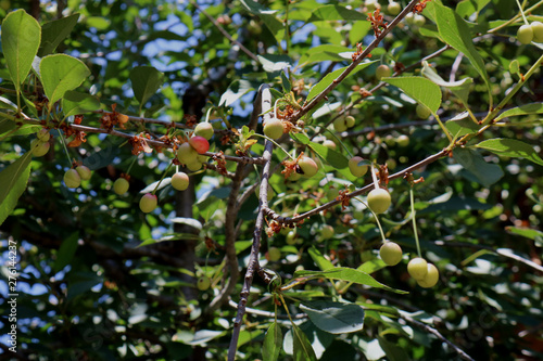 Ripening the fruit of the cherry tree 