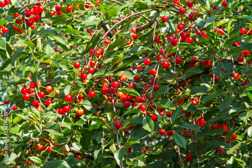 Red cherry on the tree