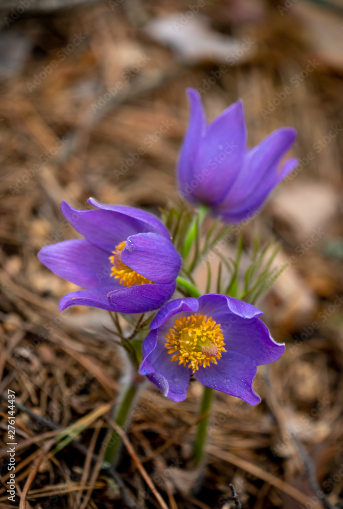 Pulsatilla patens or Eastern pasqueflower Pulsatilla patens or Eastern pasqueflower