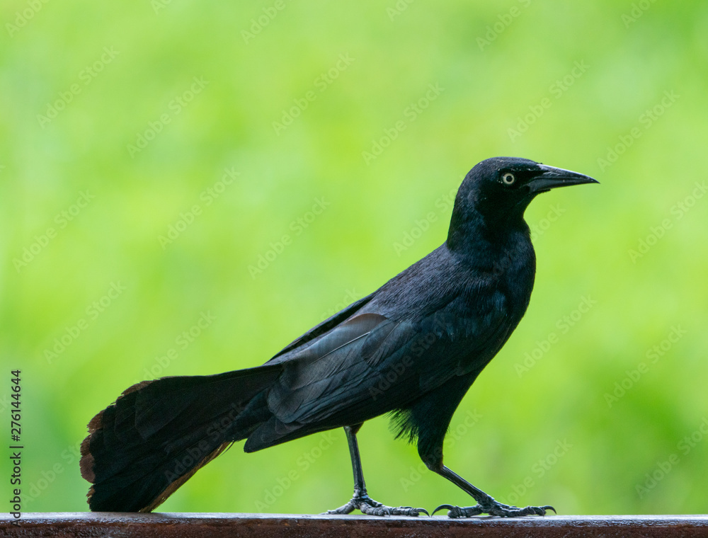 Carib grackle or Greater Antillean blackbird on green Carib grackle or Greater Antillean blackbird on green