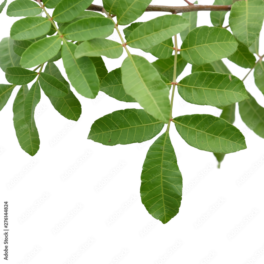 Green tree leaf isolated on white background Green tree leaf isolated on white background