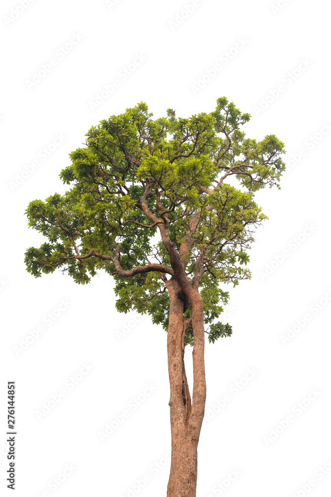 Obraz premium tree isolate