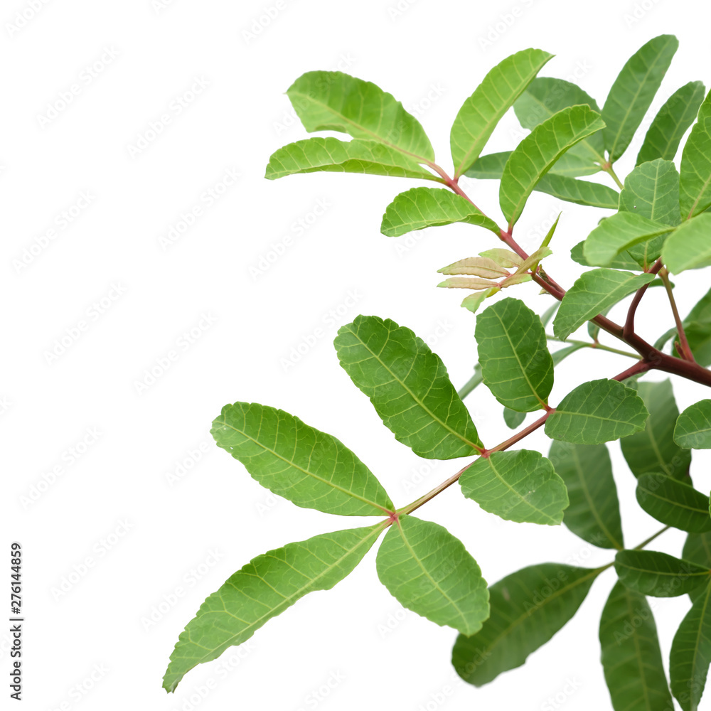 Fototapeta premium Green tree leaf isolated on white background