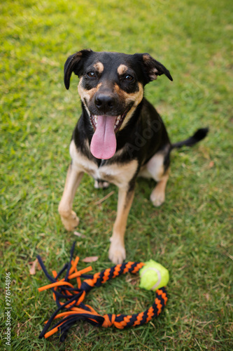 Cute little black dog with tongue out and paw raised, begging for a game with rope toy.