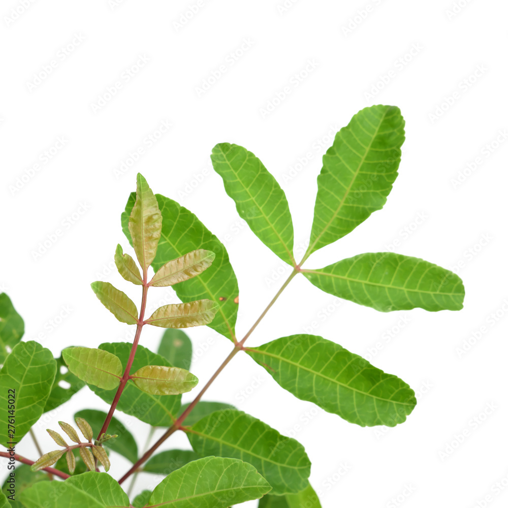 Fototapeta premium Green tree leaf isolated on white background