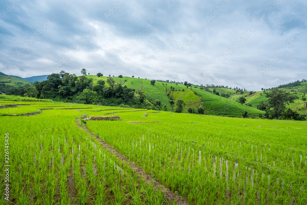 Paddy Rice Field Plantation Landscape with Mountain View Background