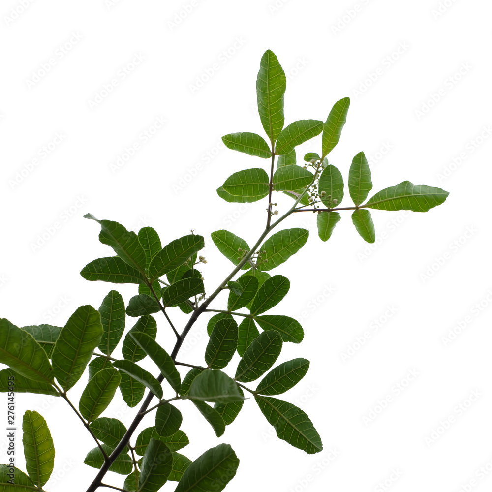 Green tree leaf isolated on white background Green tree leaf isolated on white background