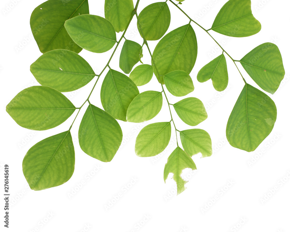 Green tree leaf isolated on white background Green tree leaf isolated on white background