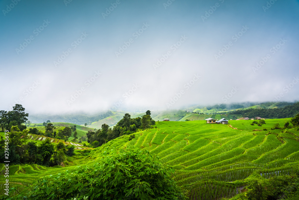 Paddy Rice Field Plantation Landscape with Mountain View Background Paddy Rice Field Plantation Landscape with Mountain View Background