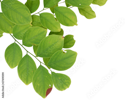 Green tree leaf isolated on white background