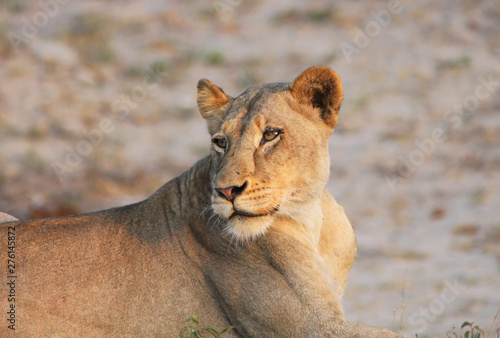 une lionne dans la savane en Afrique du Sud