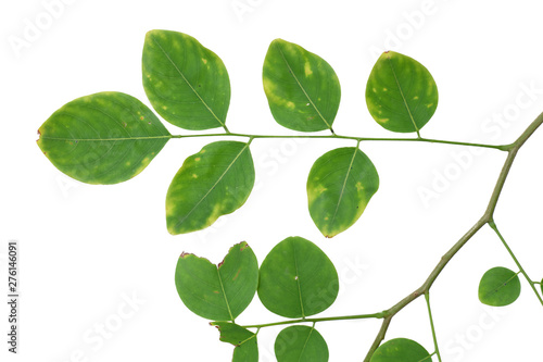 Green tree leaf isolated on white background