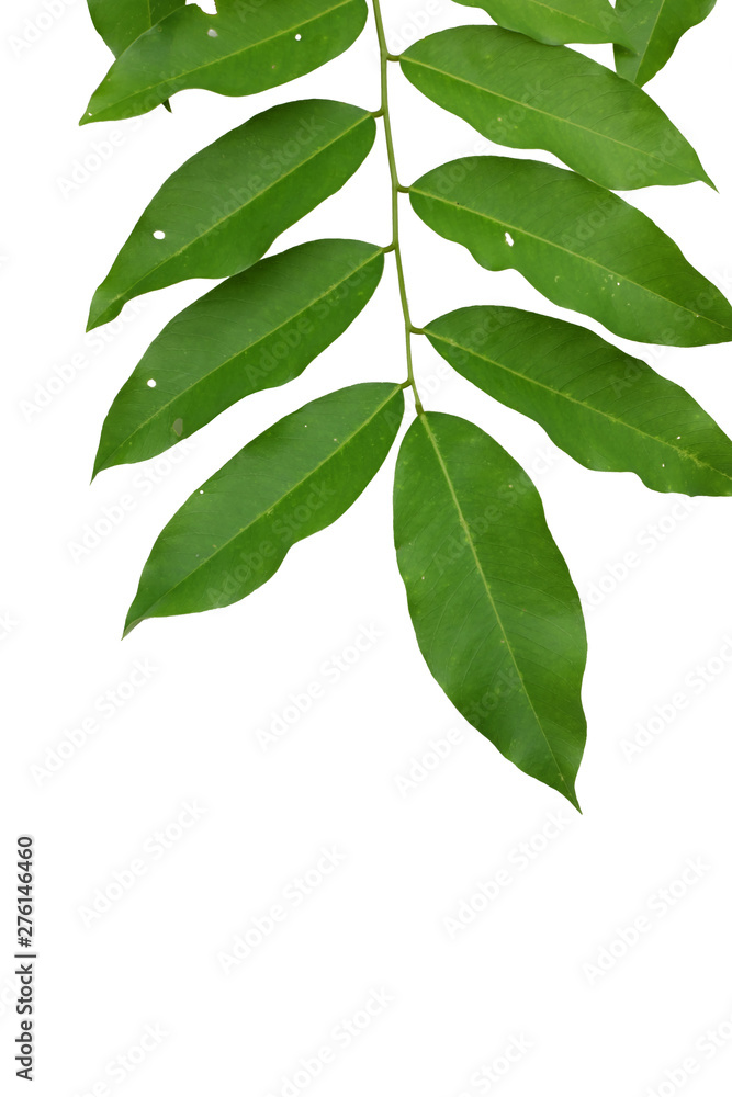 Green tree leaf isolated on white background Green tree leaf isolated on white background