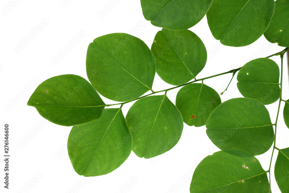 Green tree leaf isolated on white background Green tree leaf isolated on white background