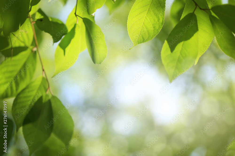 Frame of green tree leaves, summer or spring background Frame of green tree leaves, summer or spring background