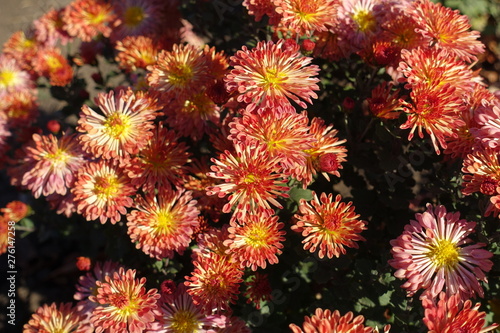 Apricot colored flowers of Chrysanthemums in November