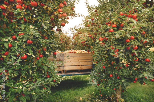 Organic Fresh Apples in a wooden crate in an apple orchard. Fall harvest. photo