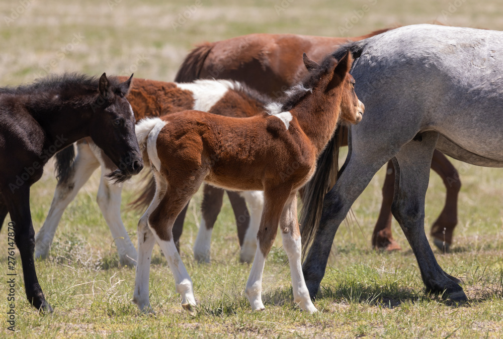 Cute Wild Horse Foal in the Utah Desert Cute Wild Horse Foal in the Utah Desert