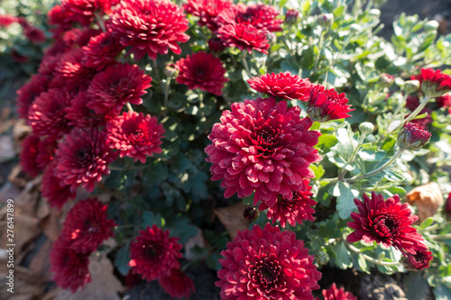 Blooming bush of dark red Chrysanthemum in November