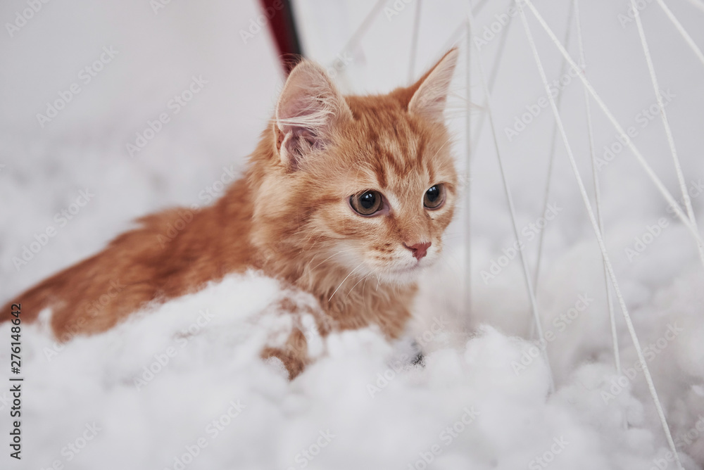 Close up view of cute cat on the fluffy white bed. Lovely nice pet
