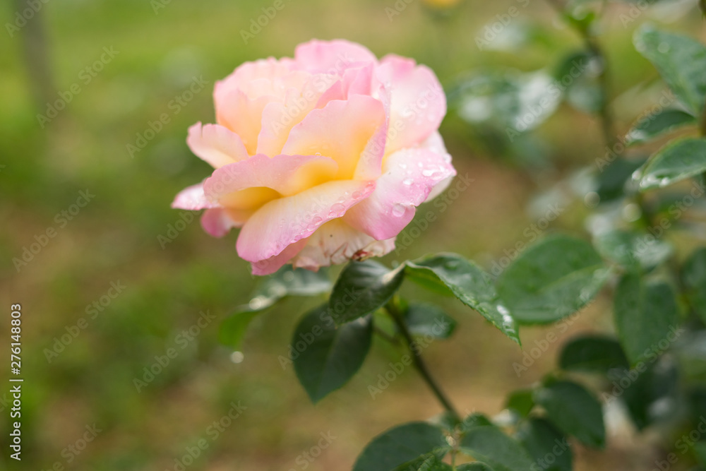 pink rose