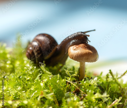 Snail in the garden. Snail photo. Macro close-up blurred green background. Selective focus  