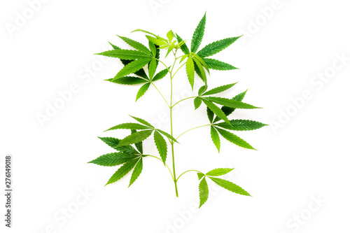 Cannabis leaf  marijuana isolated on white background