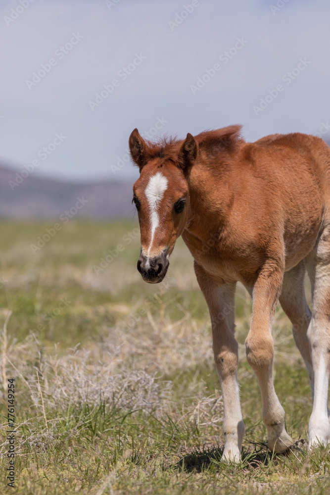Obraz premium Cute Wild Horse Foal in the Utah Desert